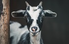 В Запарожской области коза  обезвредила  оккупантов