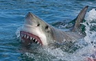 У Єгипті акула відкусила туристці кінцівки - соцмережі