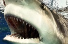 В Хургаде акула за день убила двух женщин