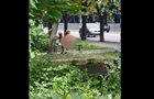 В Днепре пара занялась сексом прямо посреди парка