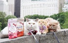 Американец отправился в кругосветное путешествие с тремя кошками