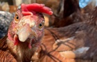 Через пташиний грип у Нідерландах знищили 24 тисячі курей