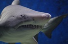 Блогер випадково зняв на відео біля себе білу акулу
