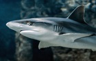 На дне Индийского океана обнаружили гигантское кладбище акул