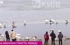 У Києві через інфекцію загинули лебеді
