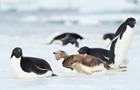 В Антарктиде появился редкий представитель нелетающих птиц 