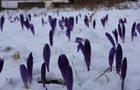 На Закарпатье под снегом аномально цветут первоцветы