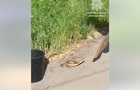 В Запорожье на детскую площадку заползла змея