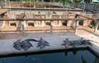 Відірвали руки: 40 крокодилів вбили власника ферми