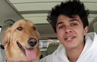 Американец подарил собаке будку за $20 тысяч