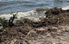 Біля Одеси зафіксовано опріснення моря - екологи