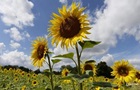 Болгарія до кінця листопада заборонить імпорт українського соняшнику