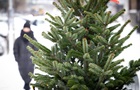 В Киеве будут действовать 150 официальных точек продажи елок