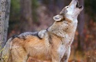 В селе Ровенской области волки похищают собак