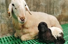 Китайські вчені вперше клонували тибетських кіз