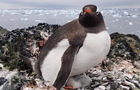 Полярники показали пингвинов, гнездящихся на высоте 295 метров