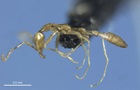 В Австралії виявили новий вид мурахи