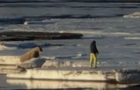 В Норвегии туриста-поляка оштрафовали за близкий подход к моржу