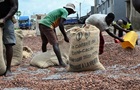 Цены на какао-бобы упали на 26% за два дня - Bloomberg