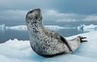 Полярники показали морского леопарда, который  загорает  на льдине