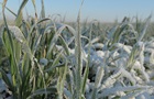 В РФ поскаржились на загибель 830 тисяч га посівів через заморозки