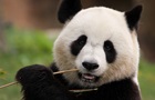 США вернут в Китай последних крупных панд