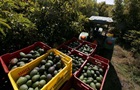 В Мексике грабители украли 40 тонн авокадо