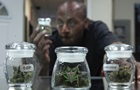 В американському штаті помилували 175 тисяч засуджених за марихуану 