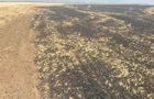 Через російський обстріл на Херсонщині згоріло 25 га пшениці