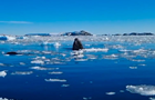 Полярники показали, как  шпионят  киты в Антарктике