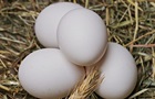 ЄС відновив мита на українські яйця та цукор