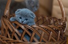 Гороскоп для знаків зодіаку на 13 травня 2025 року