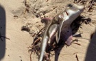 В Австралії через токсичні водорості загинули сотні морських тварин