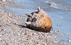 На Одещині знищили російську морську міну
