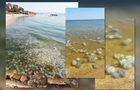 Ситуация в Азовском море близка к экологической катастрофе - ЦПД