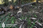 Лесничему грозит до пяти лет за вырубку в заповеднике