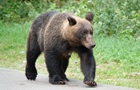 Япония привлекла армию для борьбы с медведями