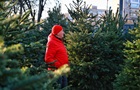В Украине утроили штраф за вырубку хвойных