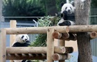 Китай поверне усіх панд із Японії вперше за 50 років