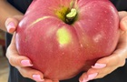 В Украине вырастили яблоко-гигант