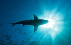 Біля Антарктиди вперше зафіксували акулу