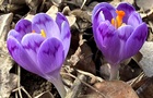 На Закарпатье зацвели шафраны и подснежники