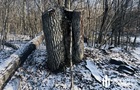 На Волыни незаконно вырубили деревьев на сумму более 5 млн