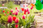 Весняна хитрість для пишного цвітіння тюльпанів у вашому саду