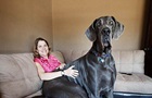 Самый большой любимец: что следует знать, прежде чем завести собаку-гиганта