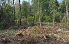 На Львовщине незаконно вырубили 19 тысяч деревьев на сумму 103 млн