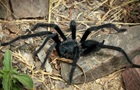 Учёные открыли новый вид тарантулов