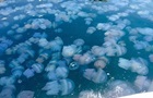 Росіяни виловлюватимуть медуз для  харчових цілей 
