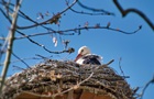 У знаменитых аистов Грицика и Одарки пополнение