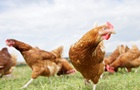 Україна рекордно наростила експорт м’яса птиці